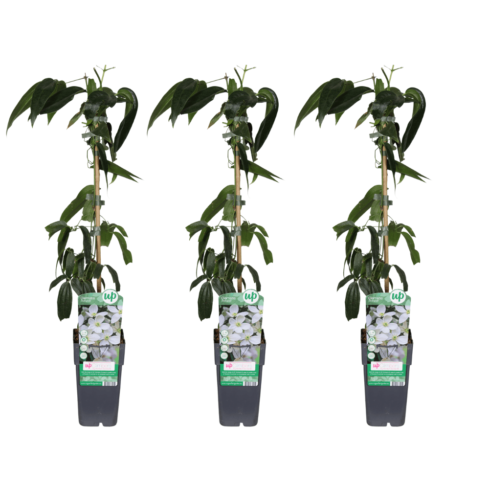 Clematis armandii - 3 pièces - ø15cm - ↕65cm - plante d'extérieur