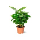 Coffea arabica - caféier arabica - plante d'intérieur - ↕ 20-30 cm - ⌀ 12 cm - plante à café