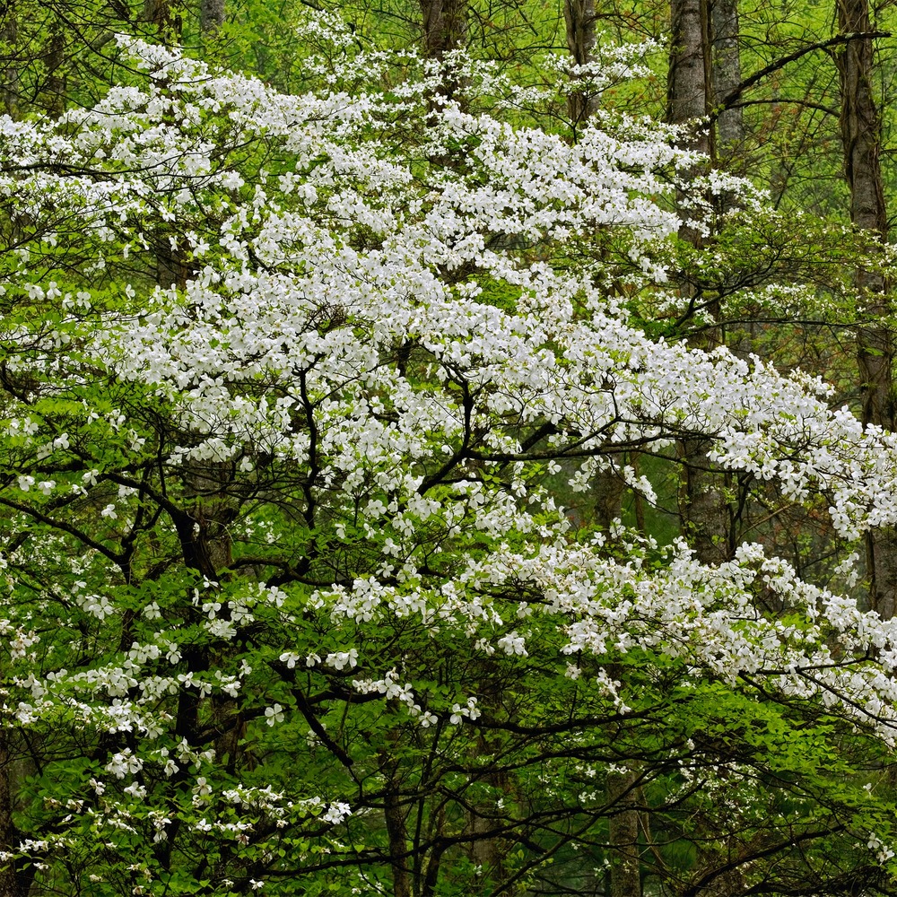 Cornouiller à fleurs de floride - le pot / 3l / hauteur livrée 30-40cm