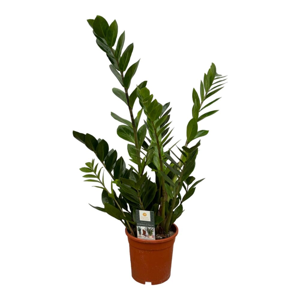 Zamioculcas - plantes d'intérieur