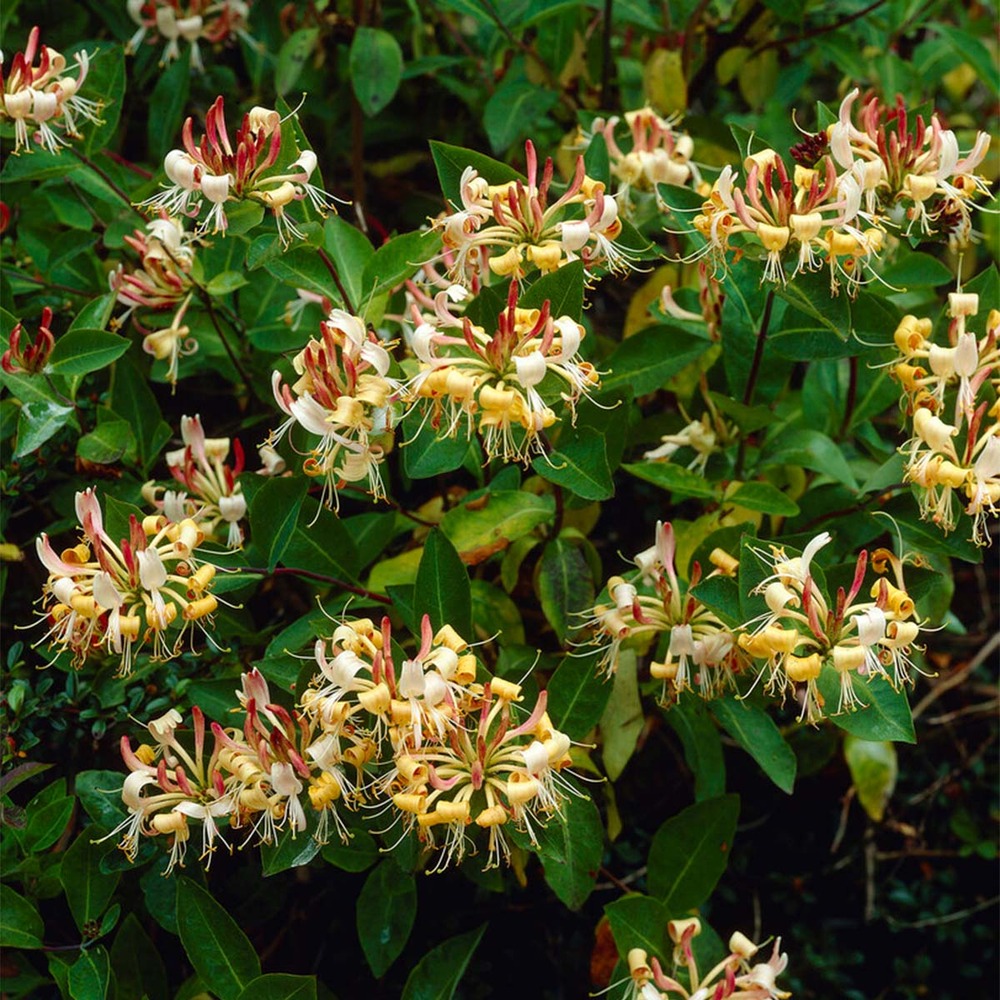 Lot de 2 - lonicera henryi - chèvrefeuille - orange et rouge - 50-70 cm de haut - pot 15 cm