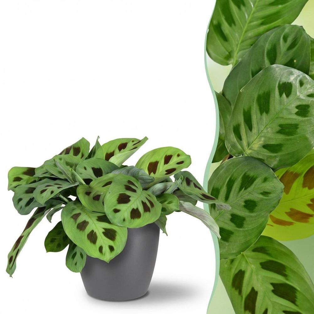 Maranta fascinator kerchoveana - pet-friendly - pot de 12cm - hauteur 25cm - plantes d'intérieur