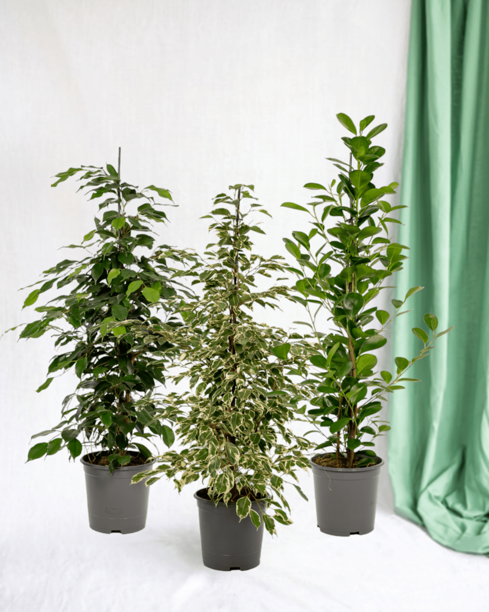 Plante d'intérieur - trio de ficus benjamina microcarpa 95cm