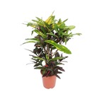 Plante d'intérieur - codiaeum mango 110.0cm