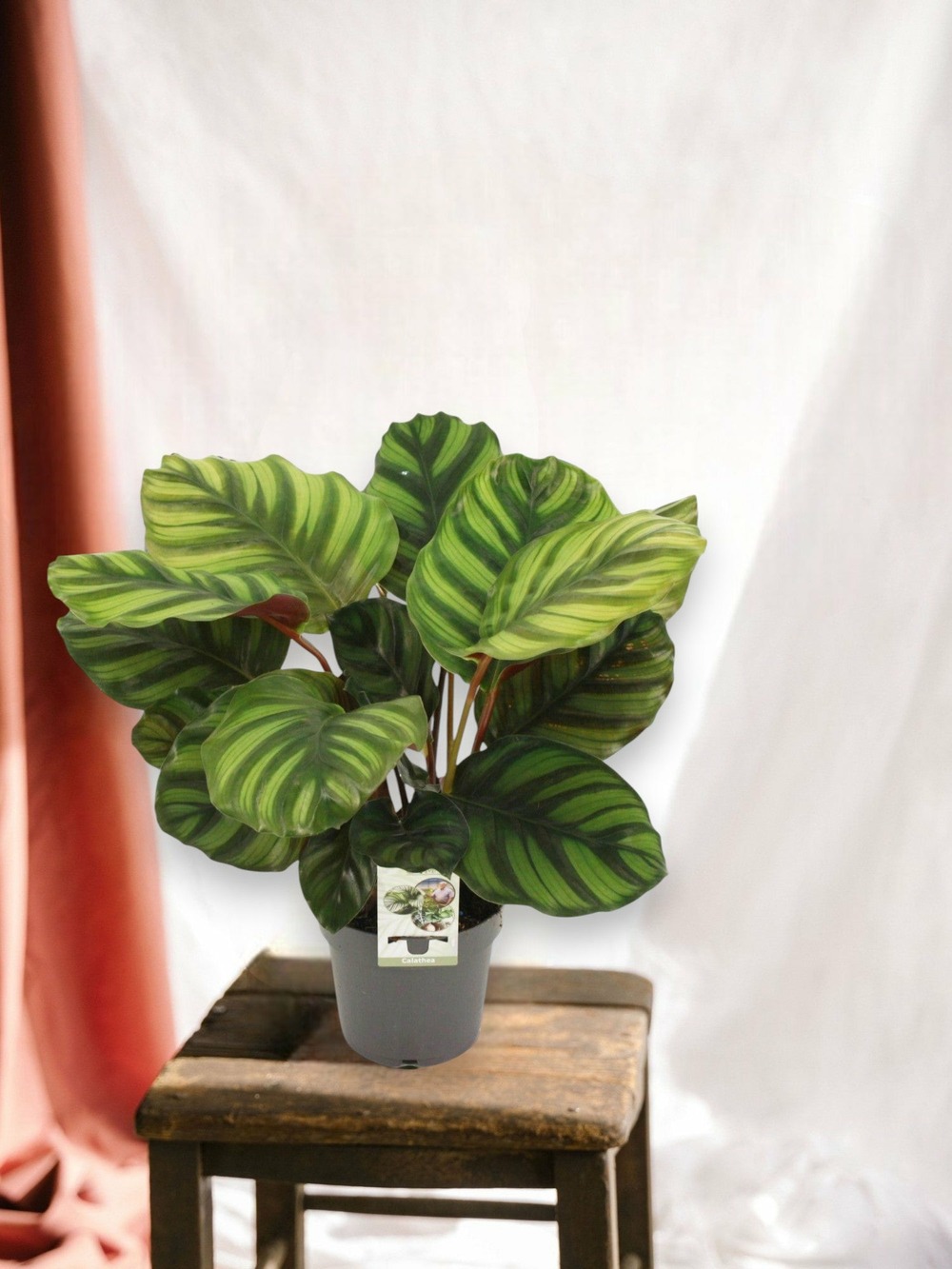 Calathea fasciata 50cm - plante d'intérieur