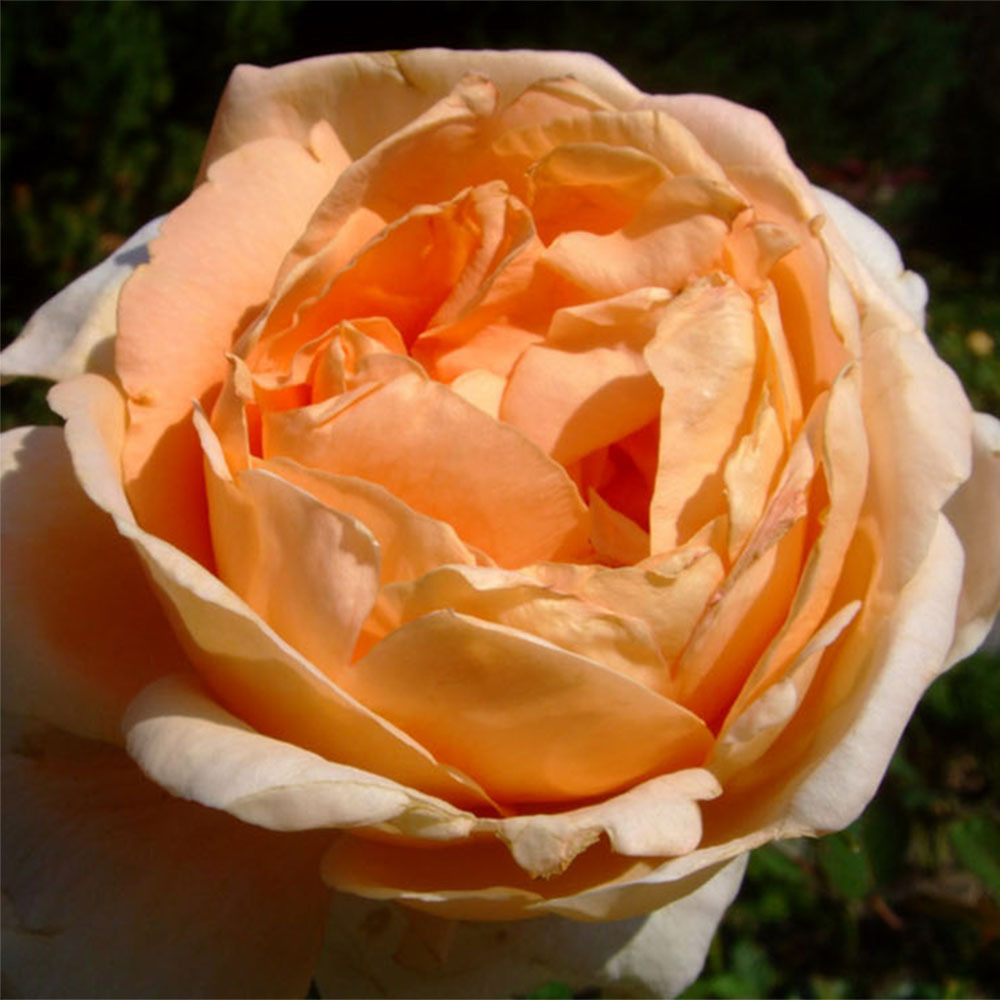 Rosier thé moderne 'abbaye de cluny' pot de 4l/5l