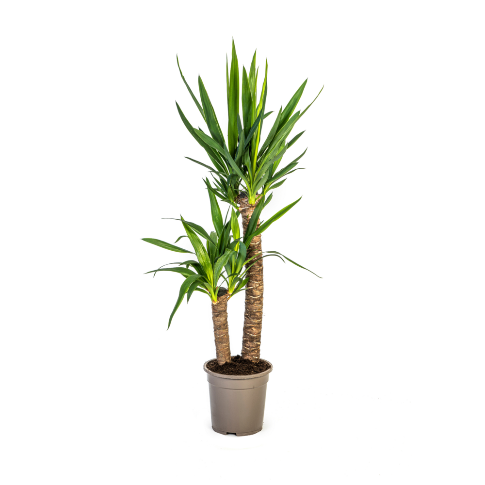 Yucca elephantipes - h70-90 cm - ø19 cm