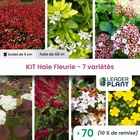 Kit haie fleurie 7 variétés - lot de 70 plants en godet