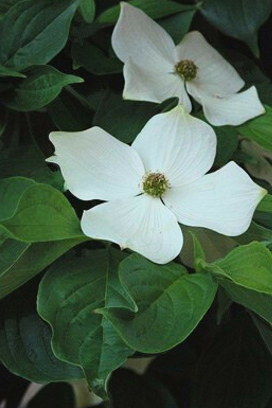 Cornouiller hybride 'starlight' - en pot de 5 litres