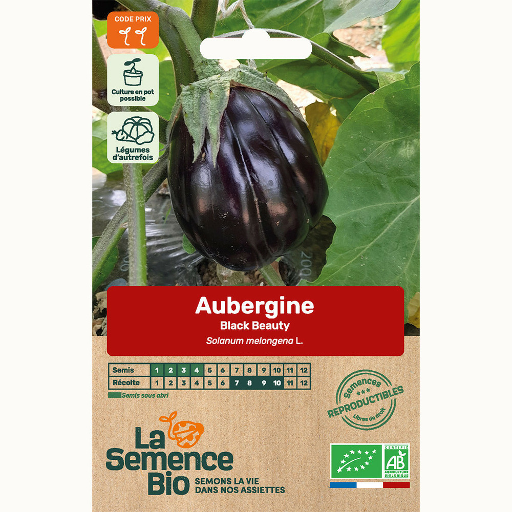 Aubergine black beauty - graines bio