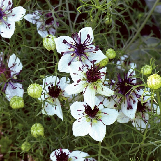 Nigelle 'african bride' le sachet de 150 graines environ (0,2g)