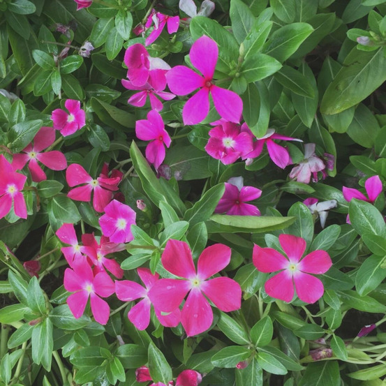 Pervenche pourpre lot de 9 godets