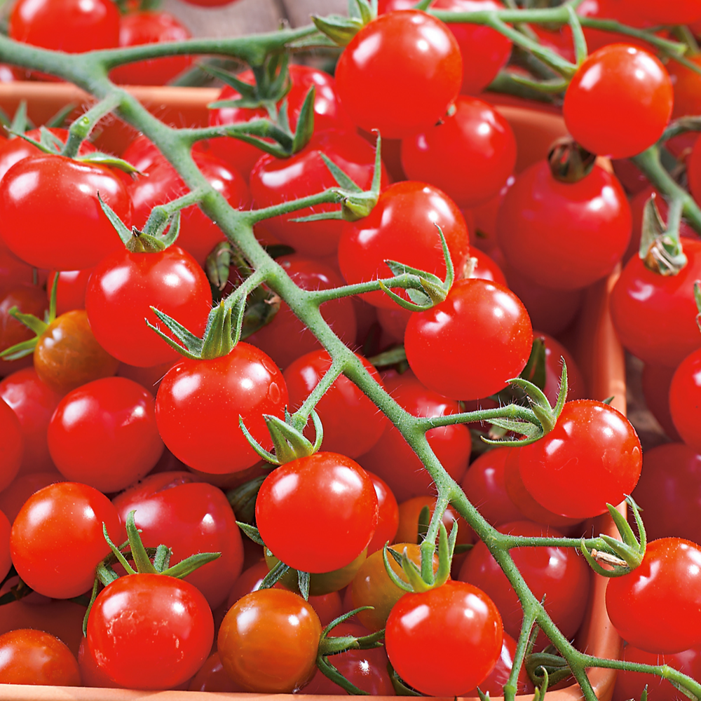 Tomate sweetbaby - 0.05 g