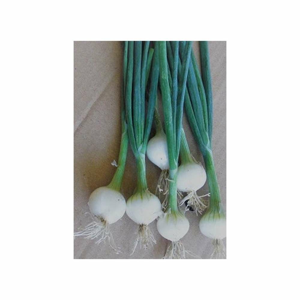 Graines d'oignon blanc de barletta