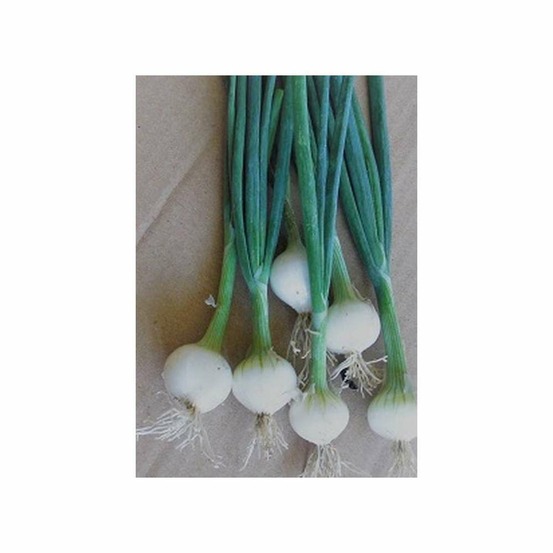 Oignon blanc de Barletta