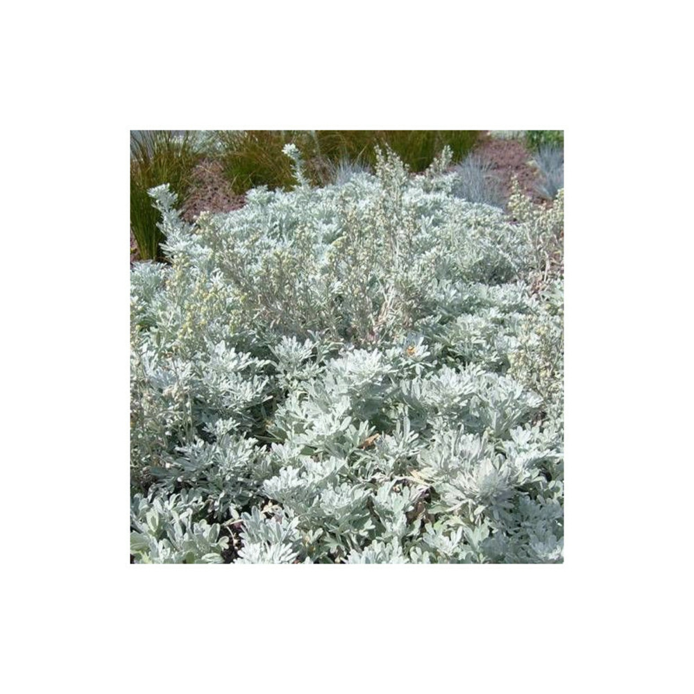 Armoise à feuilles de cinéraire godet - 5/20 cm