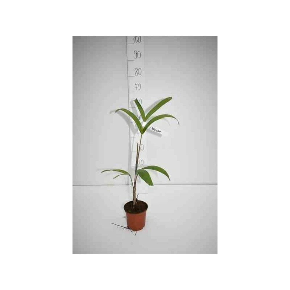 Wodyetia bifurcata (palmier queue de renard) pot de 2 litres - 30/50 cm