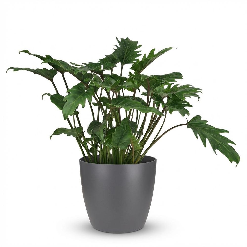 Philodendron xanadu - pot de 19cm - hauteur 60cm - plantes d'intérieur