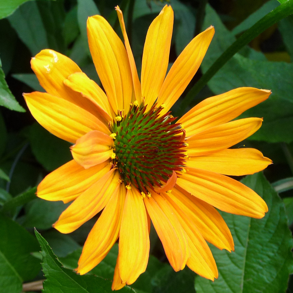 Rudbeckia pourpre 'tiki torch'® godet de 8/9 cm