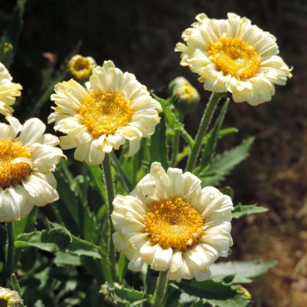 Marguerite d'été real dream® lot de 9 godets