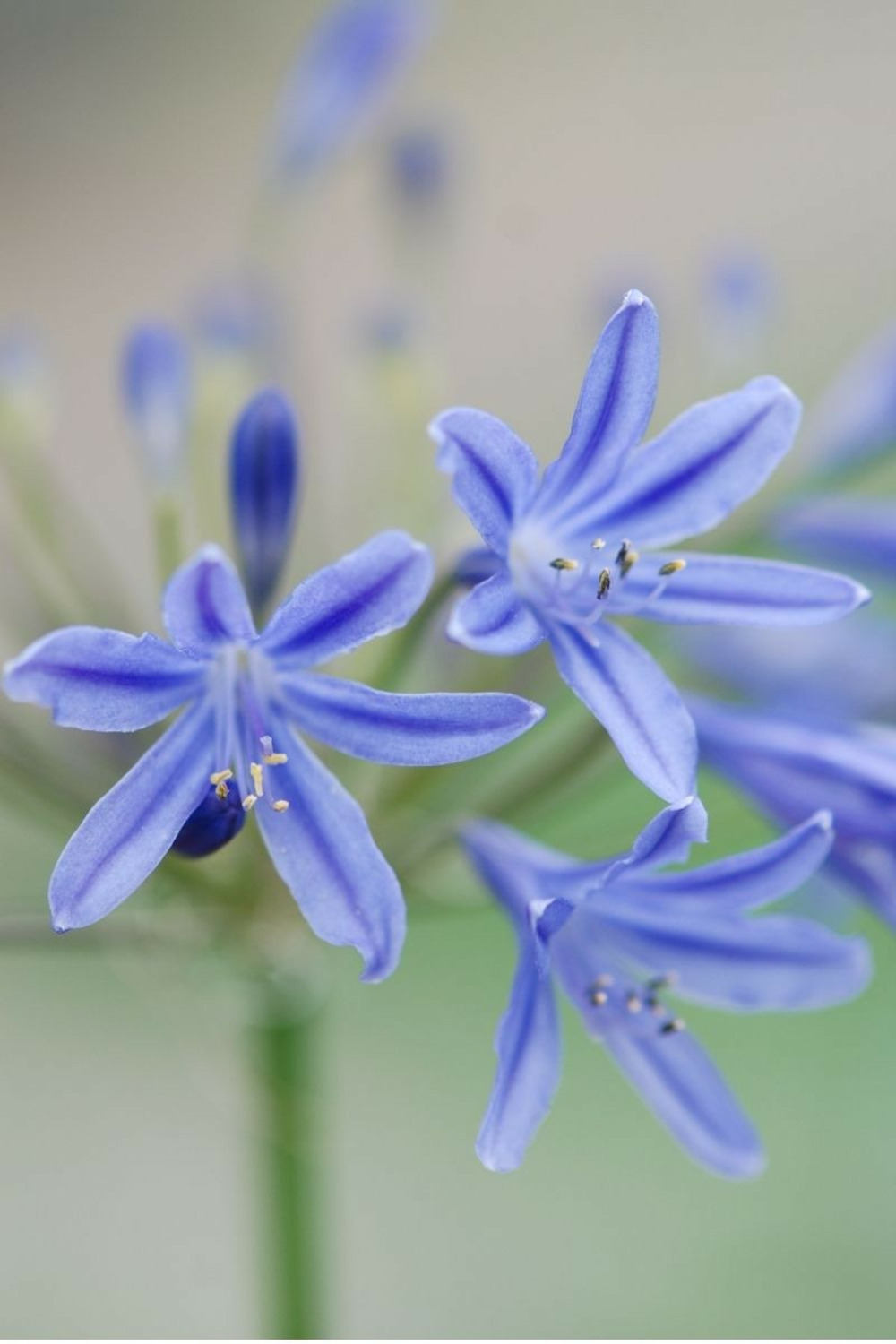Agapanthe 'lapis lazuli' - en pot de 3 litres