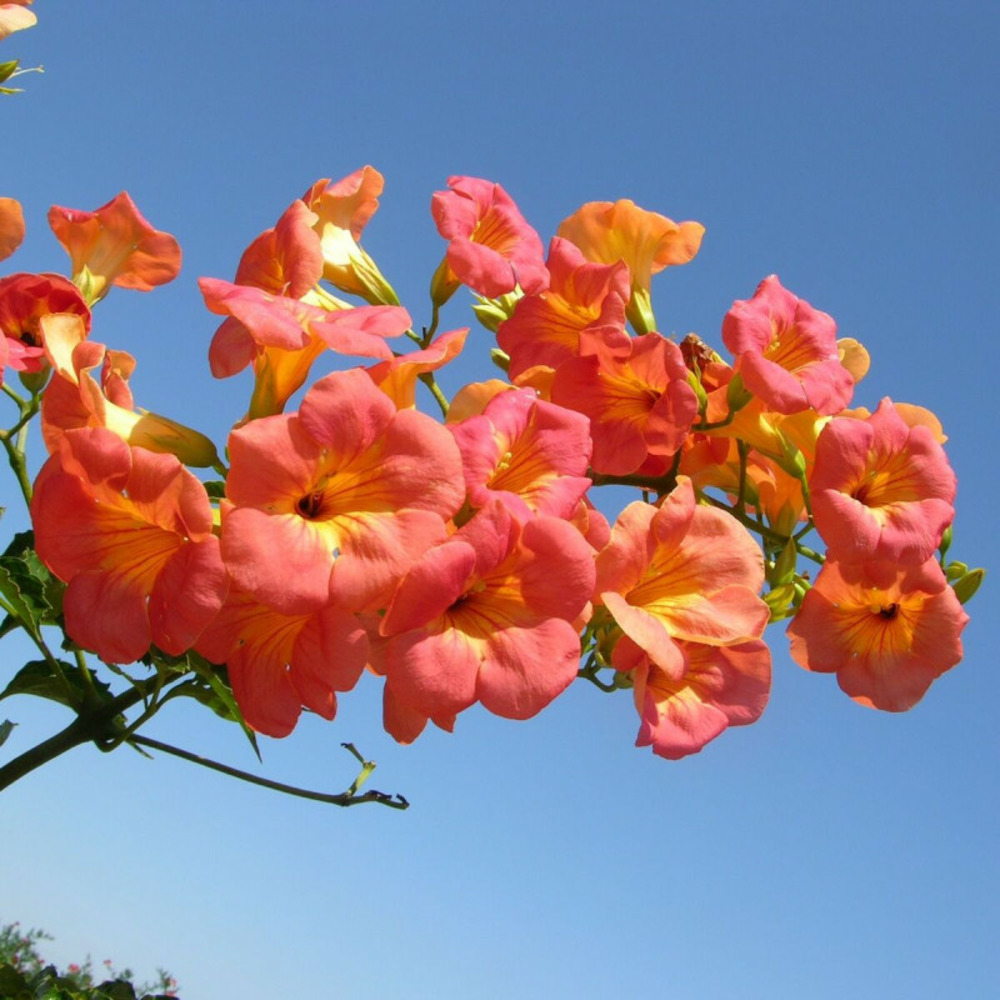 Bignone grandiflora pot de 1l - 30/60 cm