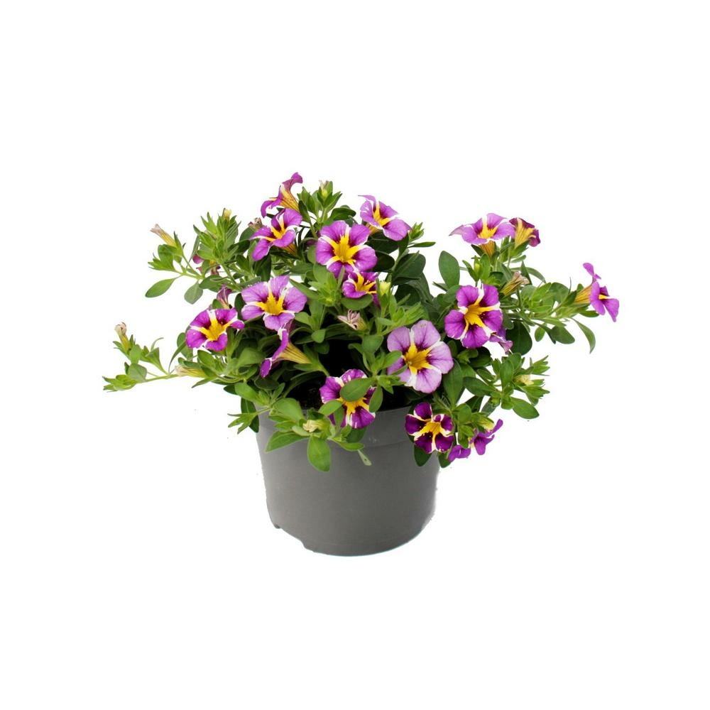 Cloches magiques - mini pétunia suspendu - calibrachoa - pot 12cm - set de 3 plantes - bicolore violet-jaune