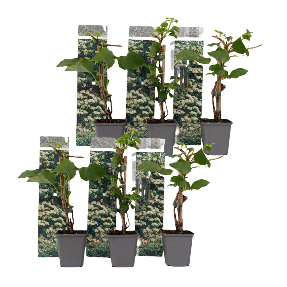 Hortensia grimpant - set de 6 - hydrangea anomale petiolaris - h25-40cm - ⌀9cm