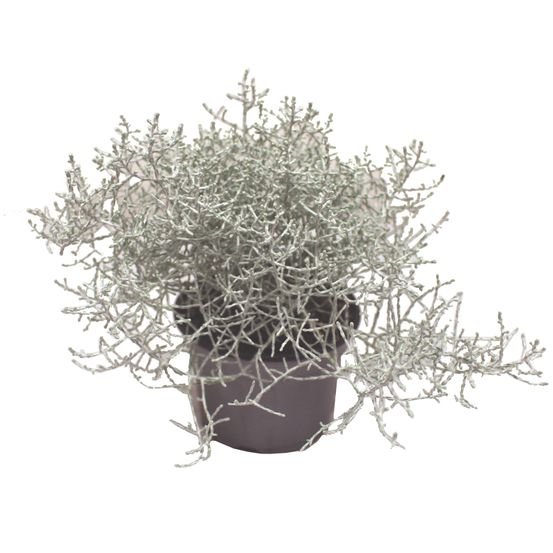 Calocephalus pot 10,5 cm