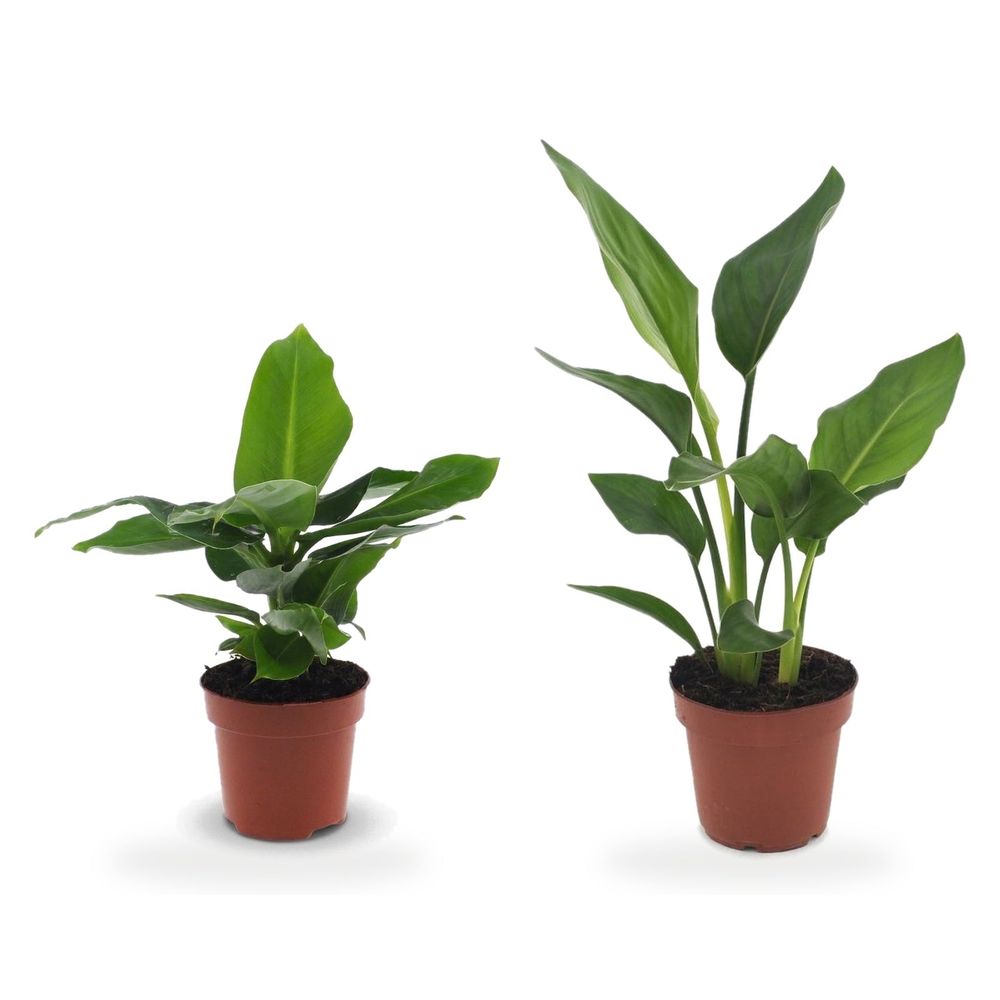 Duo strelitzia & bananier — strelitzia reginae & musa oriental dwarf