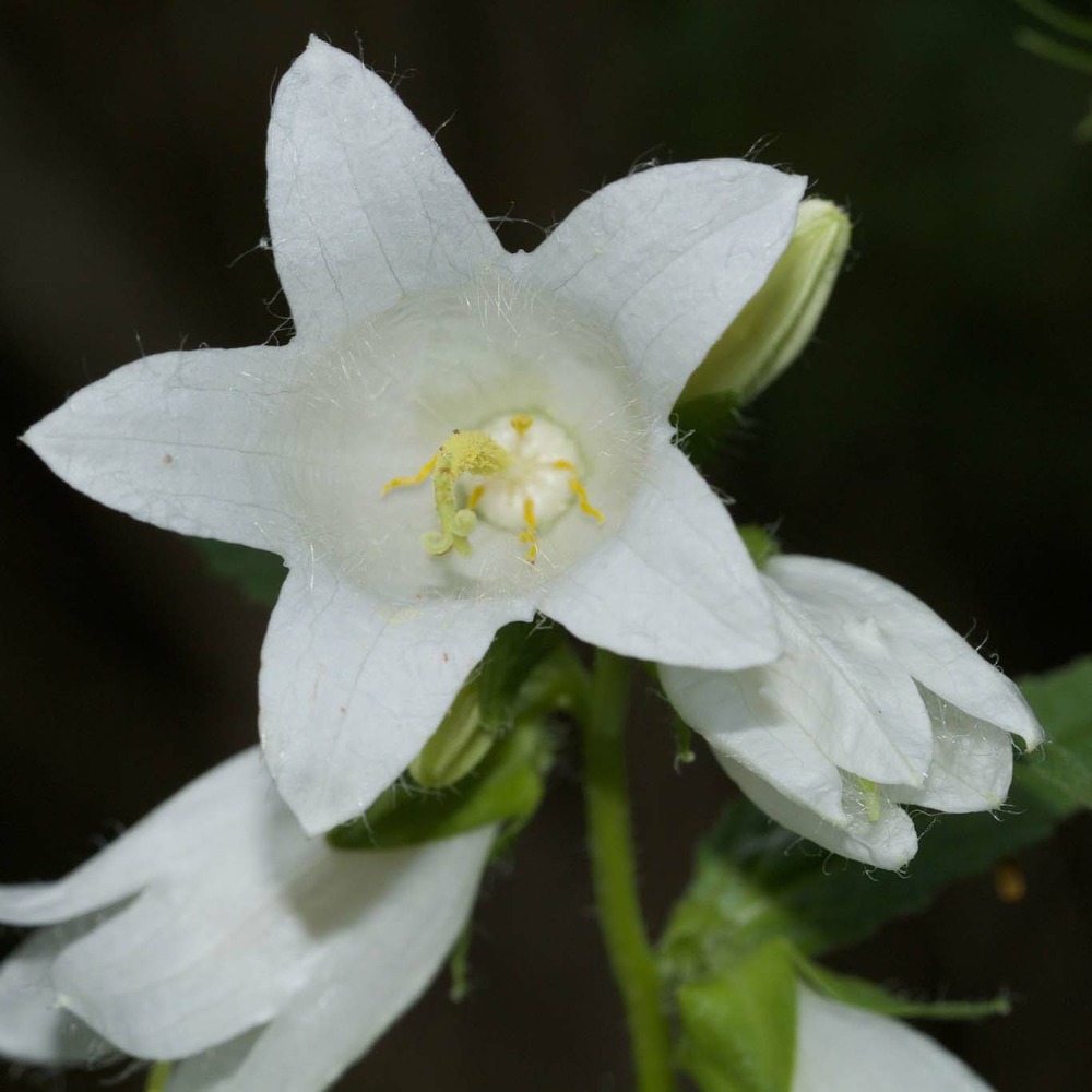 Campanule à feuilles larges 'macrantha alba' godet de 8/9 cm