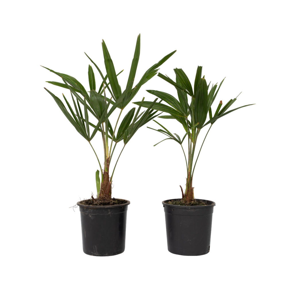 Palmier de chine - set de 2 - trachycarpus fortunei - hauteur 35-45cm - ⌀15cm