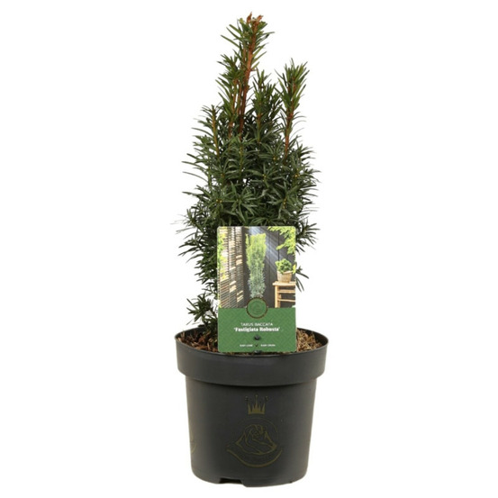 If commun fastigiata robusta - taxus baccata fastigiata robusta 30/40cm pot 2,5l