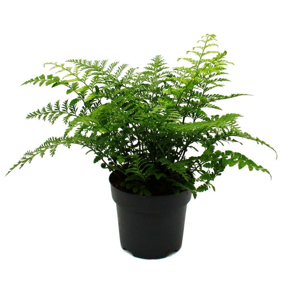 Asplenium dimorphum parvati- variétés spéciales de fougères pour la chambre fougère nid pot de 17cm hauteur environ 30-40cm