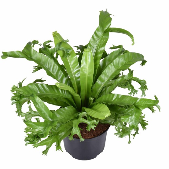 Asplenium nidus crissie - h55 cm - ø23 cm