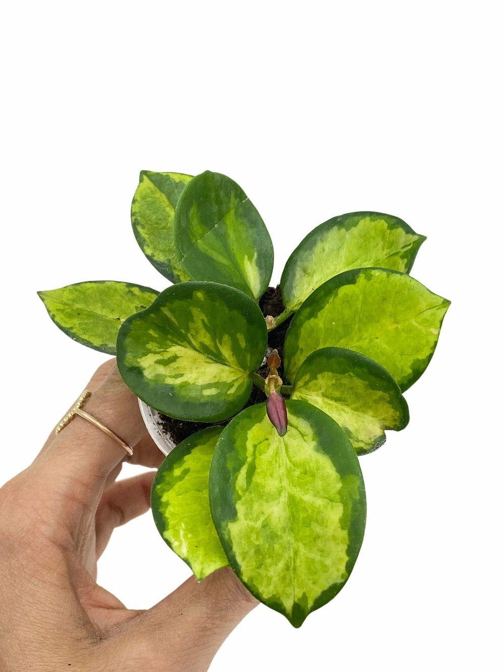 Hoya australis lisa - pot de 6cm