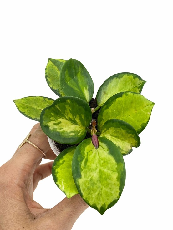 Hoya australis lisa - pot de 6cm