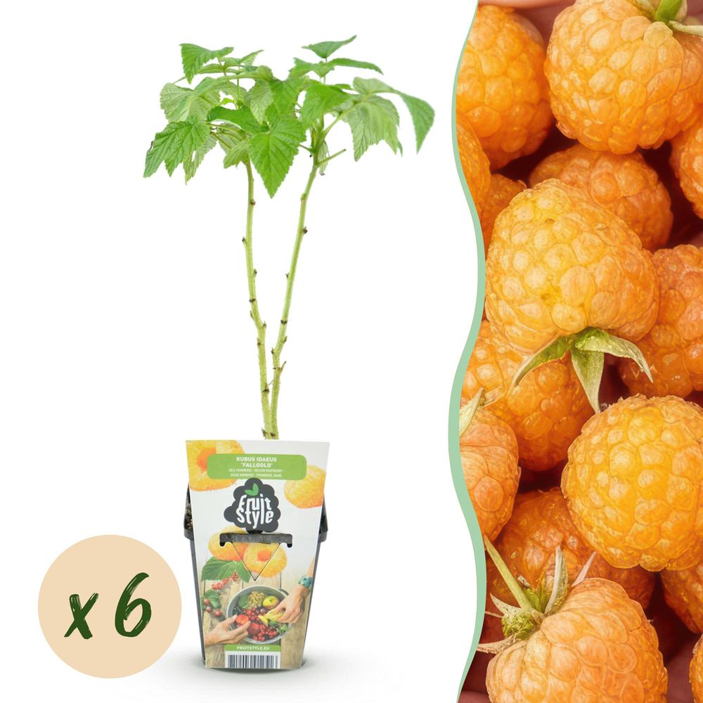 Framboisier 'fallgold' - lot de 6 - pot 9 cm - hauteur 35 cm