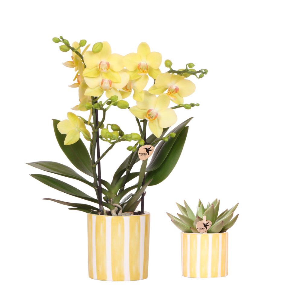 Orchidée phalaenopsis 'albenga' jaune (phalaenopsis) - set avec succulente + cache-pots décoratifs - pot de 9c - plantes d'intérieur