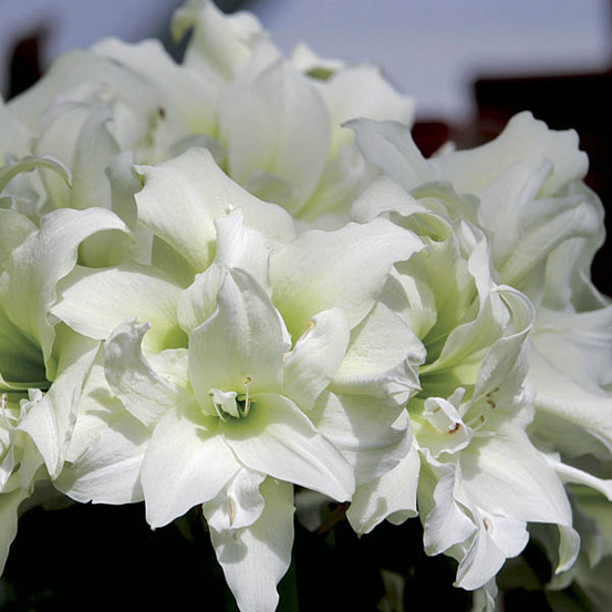 Amaryllis 'ice queen' bulbe calibre 28+