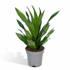 Plante d'intérieur - dracaena 'fragrans groen' 40cm