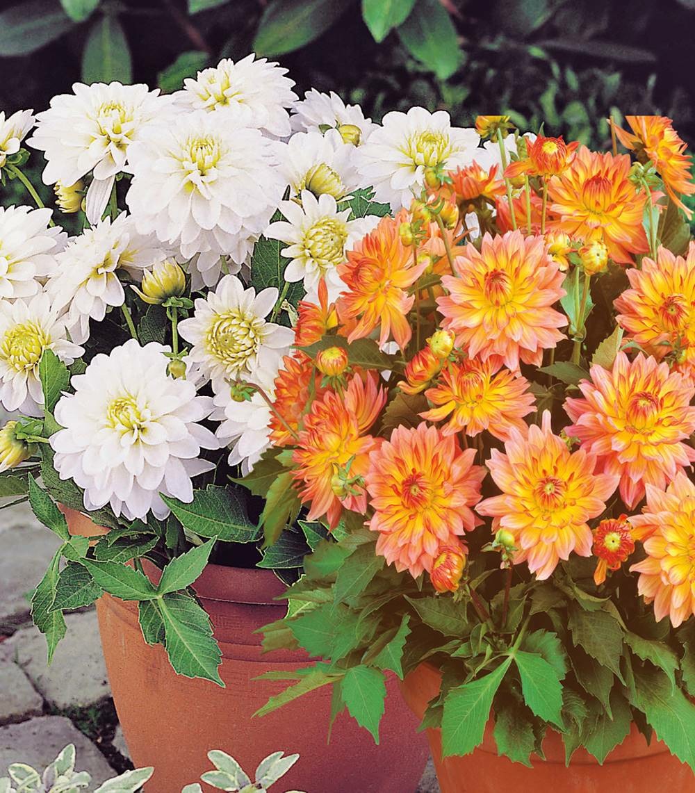 Offre spéciale 4 dahlias gallery