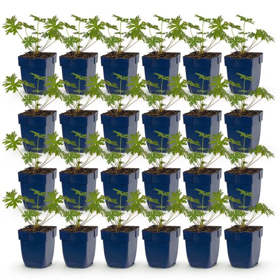 Géranium vivace 'johnson's blue' - lot de 24 - pot 11 cm - hauteur 25 cm - plante d'extérieur