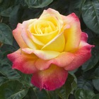 Rosier grimpant rose 'Oriental Peace®' Baipeacesar : en motte