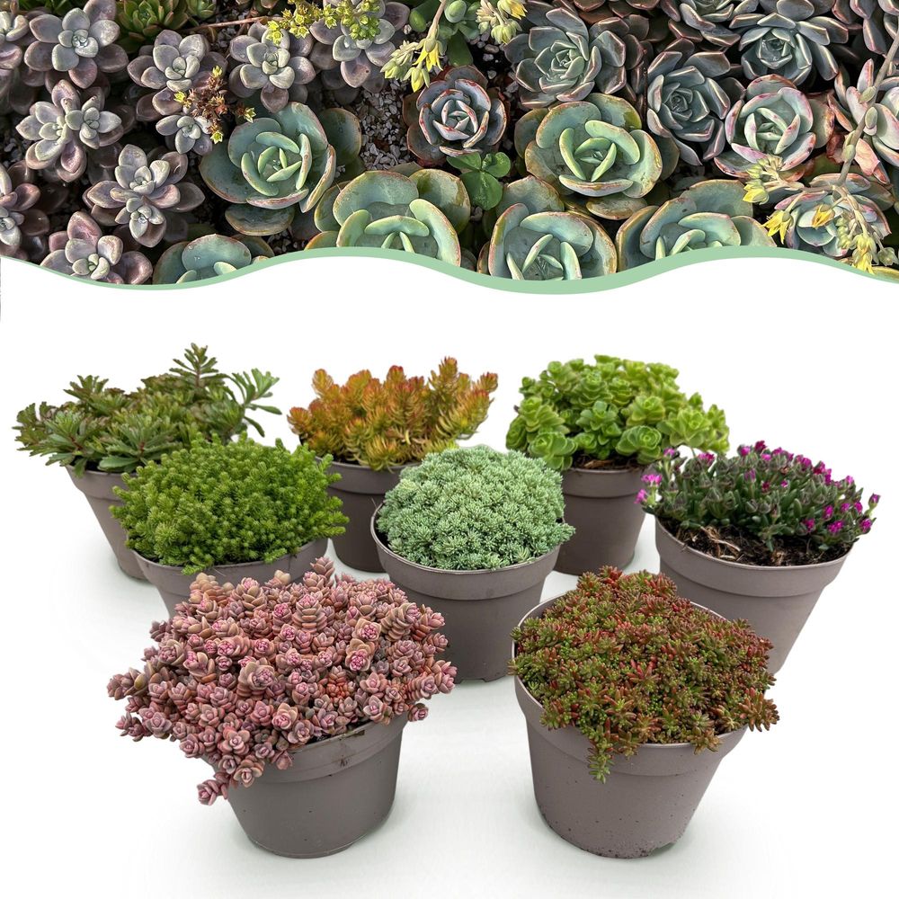 Mélange de plantes vivaces de rocaille couvre-sol, rustiques, coloris varies - lot de 8 - pot 14 cm - hauteur 17 cm