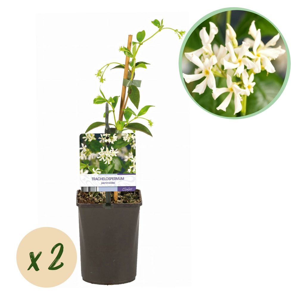 Jasmin étoilé - pot 11 cm - hauteur 40 cm