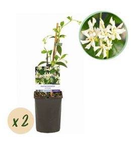 Jasmin étoilé - pot 11 cm - hauteur 40 cm