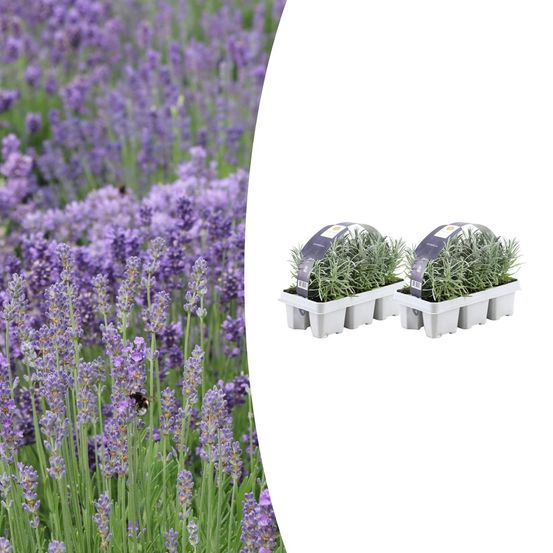 Lot de 2 - 6 pack lavendel angustifolia - h15 cm