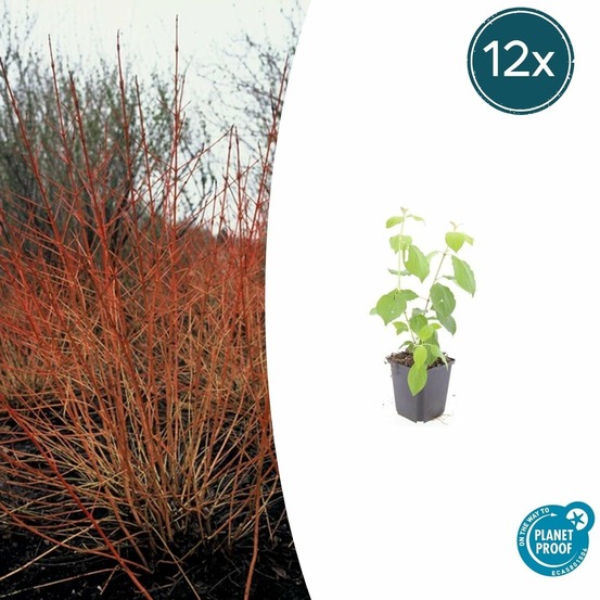 Cornouiller sanguin 'midwinter fire' x12 – entre 0,75 et 1m2