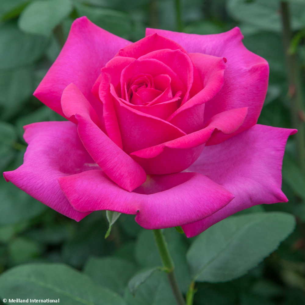 Rosier moderne 'velasquez' racines nues en motte